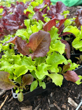 Load image into Gallery viewer, Lettuce Starts
