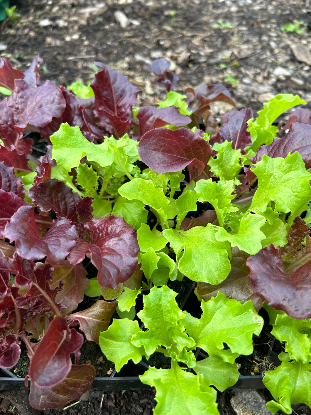 Lettuce Starts