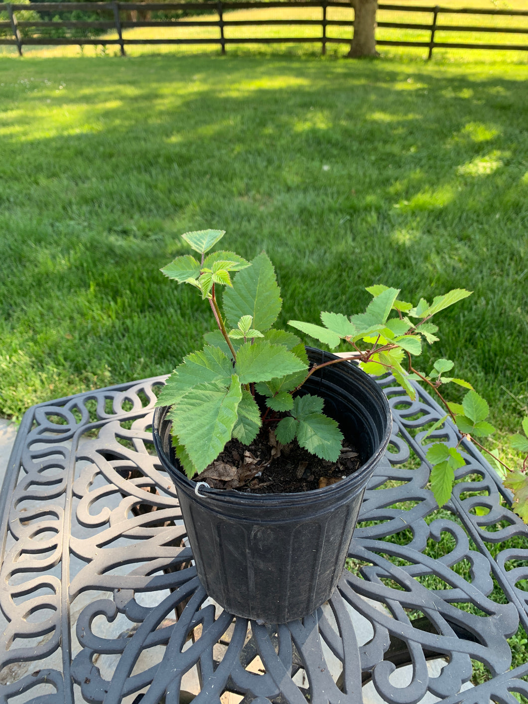 Blackberry