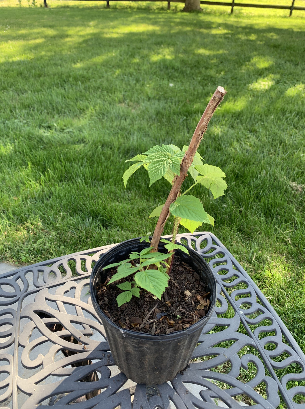 Raspberry Plant
