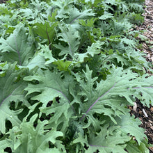 Load image into Gallery viewer, Kale - Red Russian
